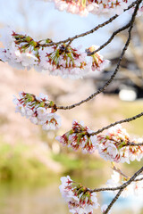 桜の花
