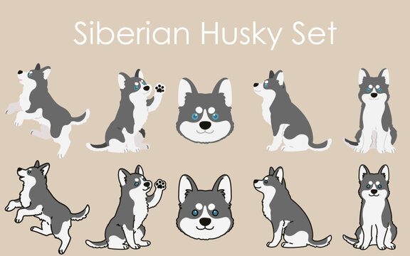 Simple and adorable Siberian Husky dog illustrations set
