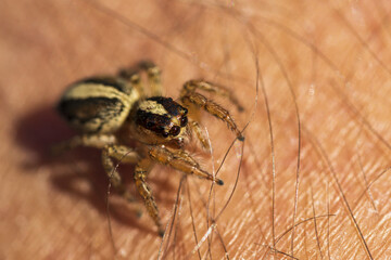 a spider jumping on the skin