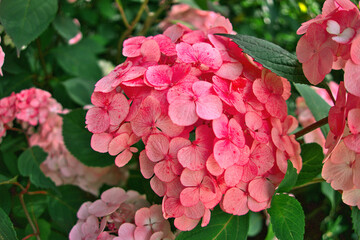 Hydrangea macrophylla, bigleaf hydrangea, French hydrangea, hortensia in garden bush blossom pink blooming flowers as noisy floral botanical spring summer elegant backdrop background walllpaper