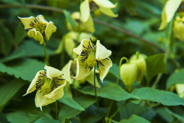 yellow flowers in the forest