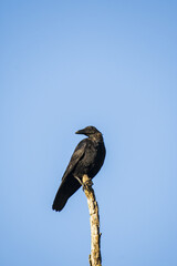 a black crow sits on a branch