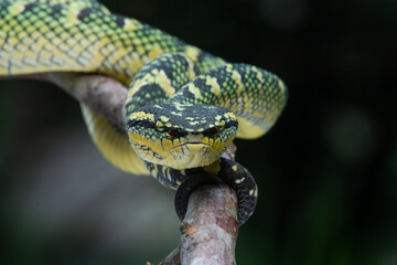 Female wagler's temple pit viper Tropidolaemus wagleri crawling on a branch 