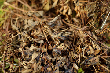 Dried leaves in a garden at late autumn day. Sunny morning in fall season.