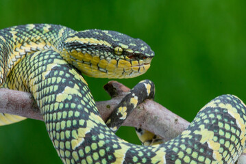 Female wagler's temple pit viper Tropidolaemus wagleri crawling on a branch 