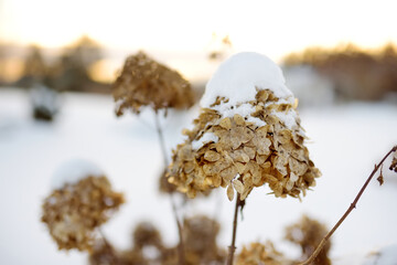 Dried hydrangea covered with snow on chilly winter day. Seasonal concept.