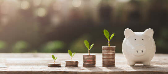 Money coin stack growing plants on coins with piggy bank. Concept of save money, saving,...