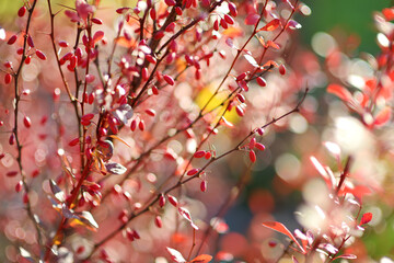 Bright red barberries on a branch on fall day. Berberis darwinii plant. Beautiful autumn vegetation.
