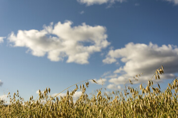 A field with oat stalks (Avena sativa) against a blue sky with clouds.