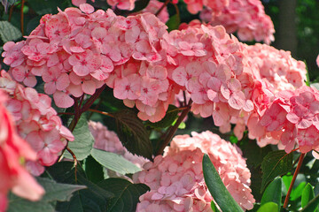 Hydrangea macrophylla, bigleaf hydrangea, French hydrangea, hortensia in garden bush blossom pink...