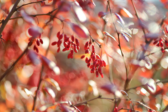 Bright red barberries on a branch on fall day. Berberis darwinii plant. Beautiful autumn vegetation.