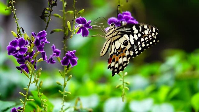 HD 1080p 250fps slow motion Thai beautiful butterfly on meadow flowers nature outdoor