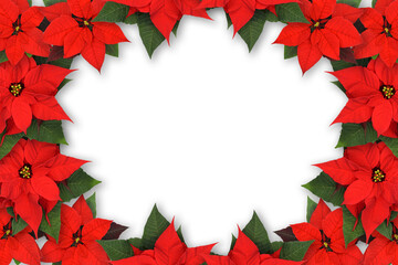 Christmas rustic decoration  - spruce branches with red Poinsettia flowers on a transparent...