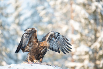 Golden eagle with wings spread rips pieces of meat from frozen racoon carcass