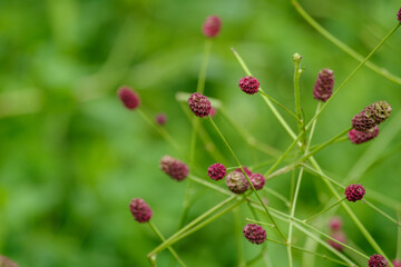 ドライフラワーにも使われるワレモコウ