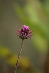 Purple bud repia flower on a green background