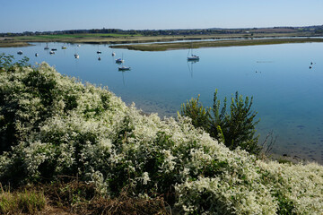 panoramic view of the ocean at low tide by some white blooming bushes in brittany france