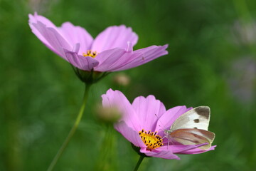 秋風に揺れて咲く
