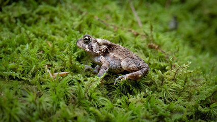 small toad frog on green moss