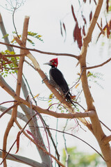 Woodpecker Red-Breasted - Famous Brazilian Bird Woodpecker on top of a branch in the forest.