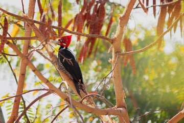 Woodpecker Red-Breasted - Famous Brazilian Bird Woodpecker on top of a branch in the forest.