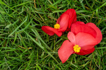 Kwiaty begoni leżące na trawie