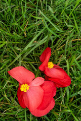 Kwiaty begonii leżące na trawie - obrazy, fototapety, plakaty