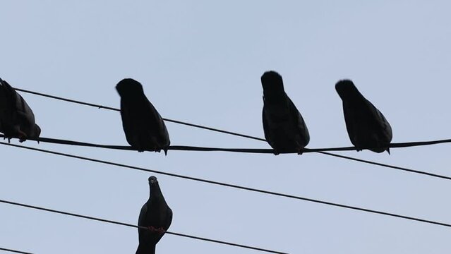 a flock of silhouette pigeons sitting on a wire, Rajasthan India