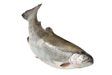 Close-up of a fresh rainbow trout isolated on a transparent background
