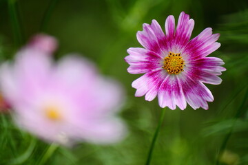 秋風に揺れて咲く