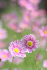 秋風に揺れて咲く