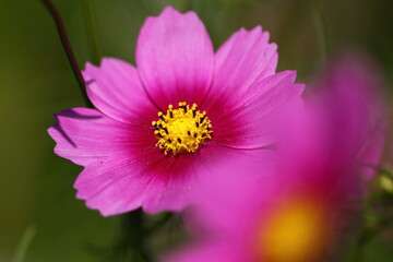 Obraz premium 秋風に揺れて咲く