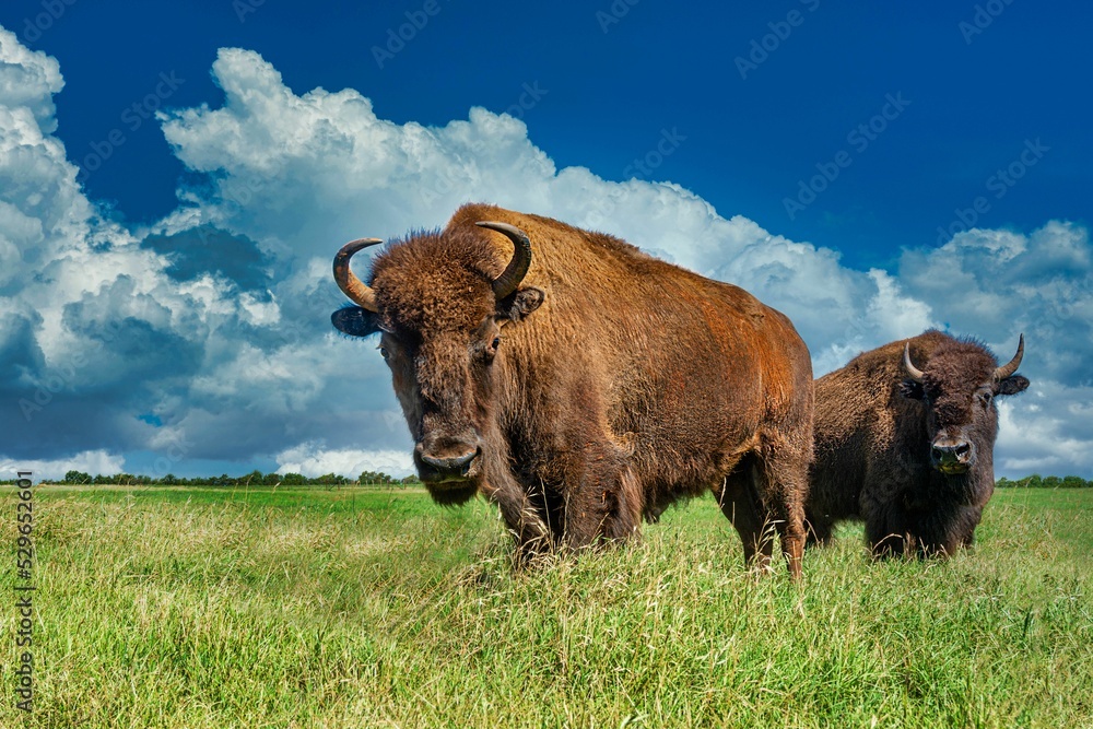 Poster Closeup of European bisons (Bison bonasus) in a green field