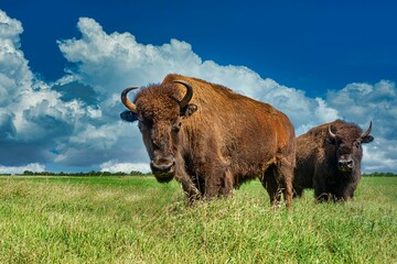 Closeup of European bisons (Bison bonasus) in a green field