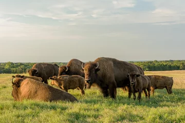 Stickers pour porte Bison American bisons (Bison bison) in a green field