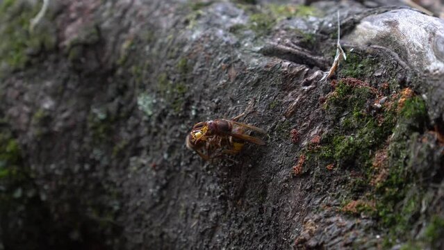 Hornets fighting on a fungus infected tree root with moss in the background
