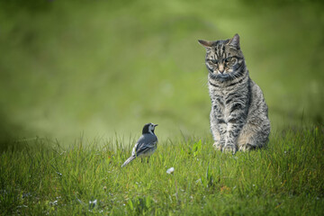 Small wagtail bird sitting in front of tabby cat in a green lawn, dangerous animal encounter or...