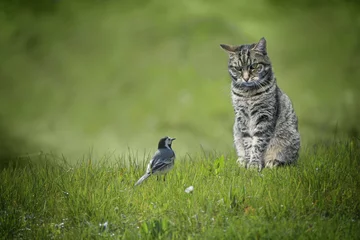 Schilderijen op glas Small wagtail bird sitting in front of tabby cat in a green lawn, dangerous animal encounter or understanding among unequal enemies concept, copy space © Maren Winter