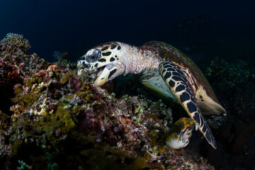 Naklejka na ściany i meble Hawksbill Turtle - Eretmochelys imbricata is looking for food at a coral reef. Sea life of Tulamben, Bali, Indonesia.
