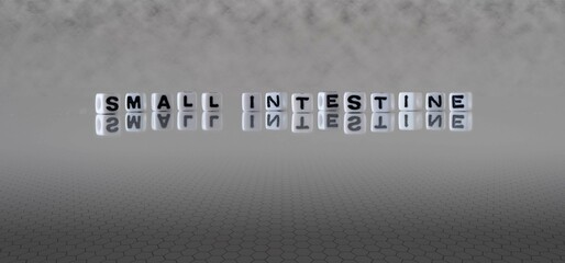 small intestine word or concept represented by black and white letter cubes on a grey horizon background stretching to infinity
