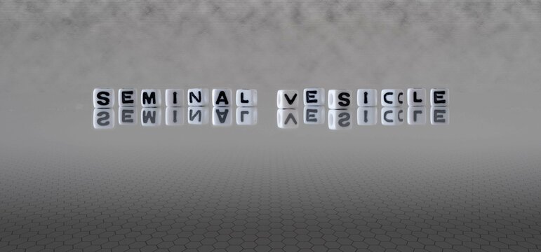 seminal vesicle word or concept represented by black and white letter cubes on a grey horizon background stretching to infinity