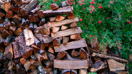 Felled firewood on the street in front of the house next to a flowering rose bush after the rain