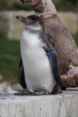 Humboldt penguin