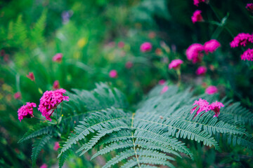 Fern leaves and pink fluffy flowers in a summer forest or garden