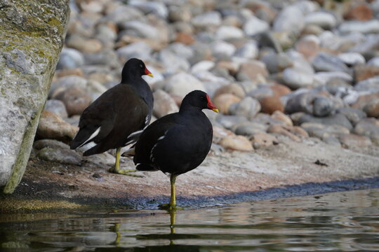 Common Moorhen