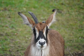 Foto op Canvas Roan antelope © Colin