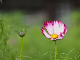 コスモスの花