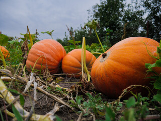 pumpkins on the field among the grass