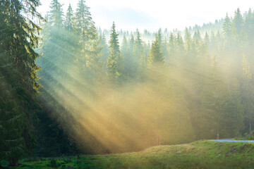 Forest landscape, sunset rays coming through the fir trees, horizontal image, Horehronie, Slovakia,...