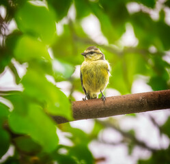 Young Blue Tit Bird